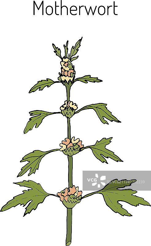 益母草图片素材