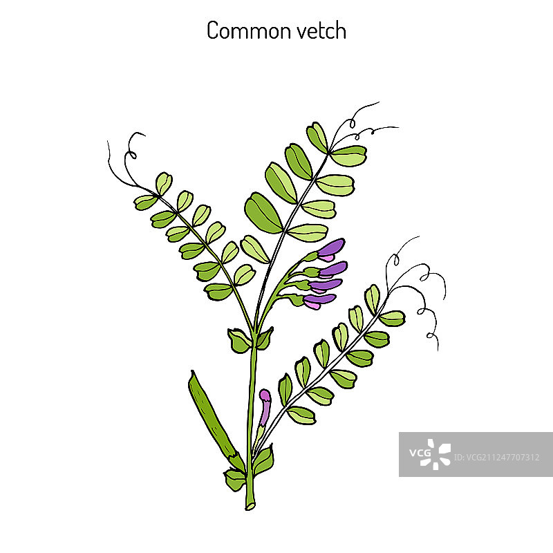 野豌豆图片素材