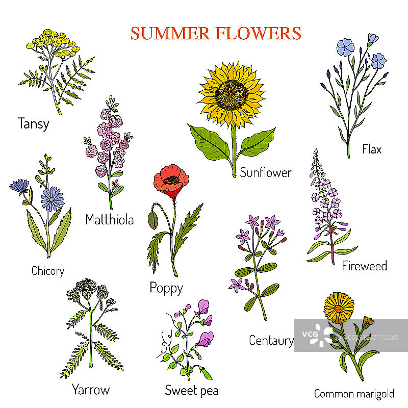 夏季花卉套装图片素材