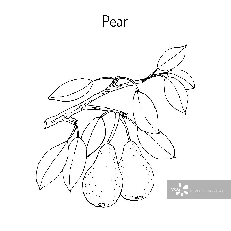 带有果实的梨树枝图片素材