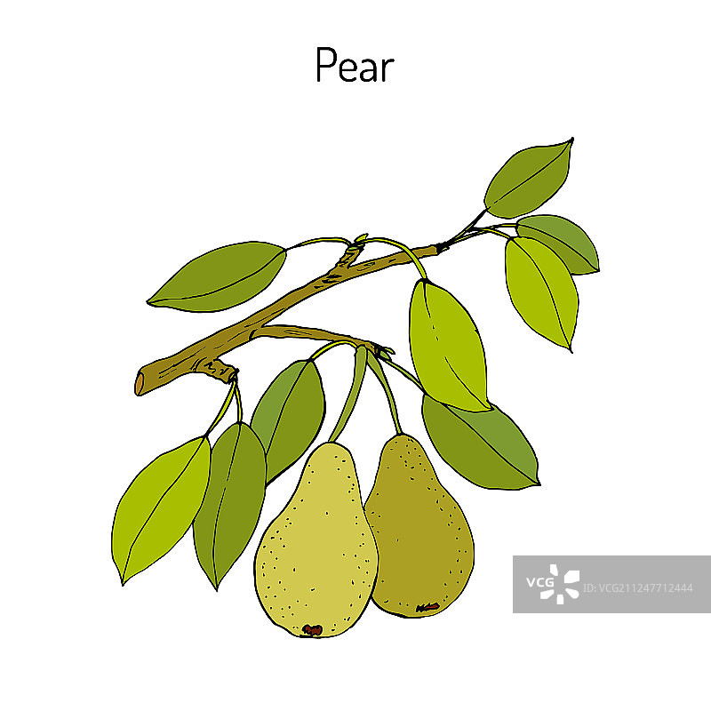 带有果实的梨树枝图片素材