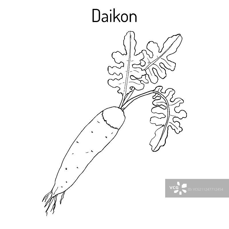 白萝卜图片素材