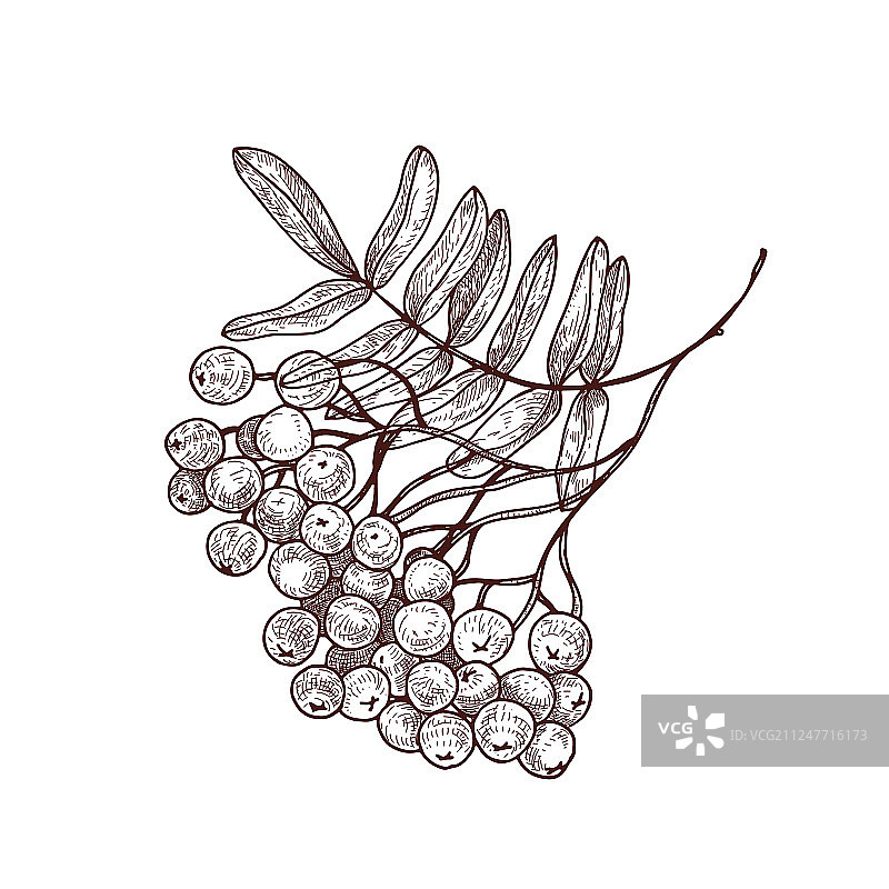 带有树叶和成熟果实的欧洲花楸树枝图片素材