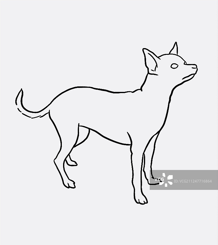 吉娃娃宠物狗素描图片素材