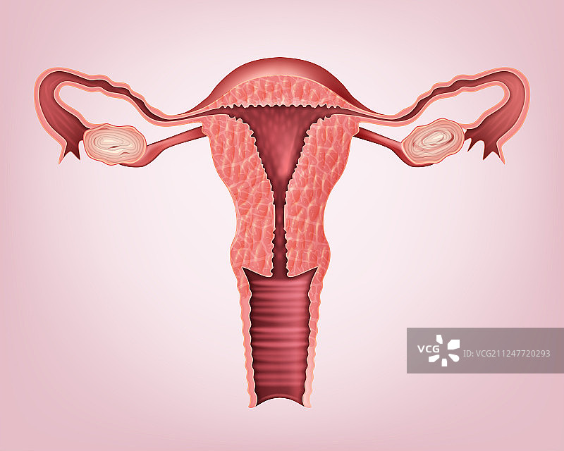 女性生殖系统医学图图片素材