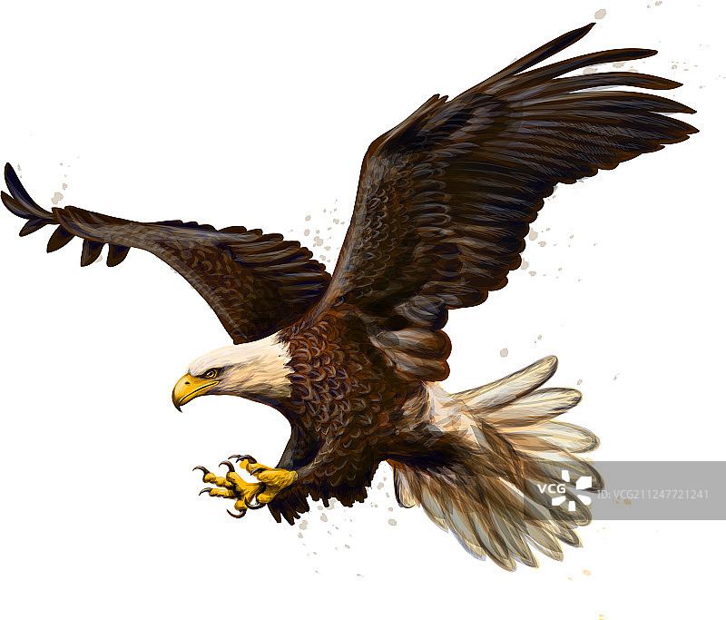 秃鹰的泼墨风格肖像图片素材