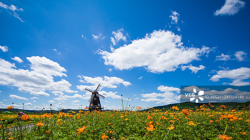 牡丹江穆棱花海图片素材