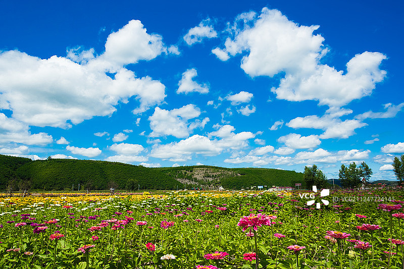 牡丹江穆棱花海图片素材