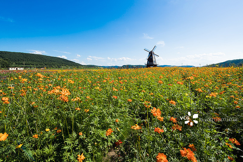 牡丹江穆棱花海图片素材