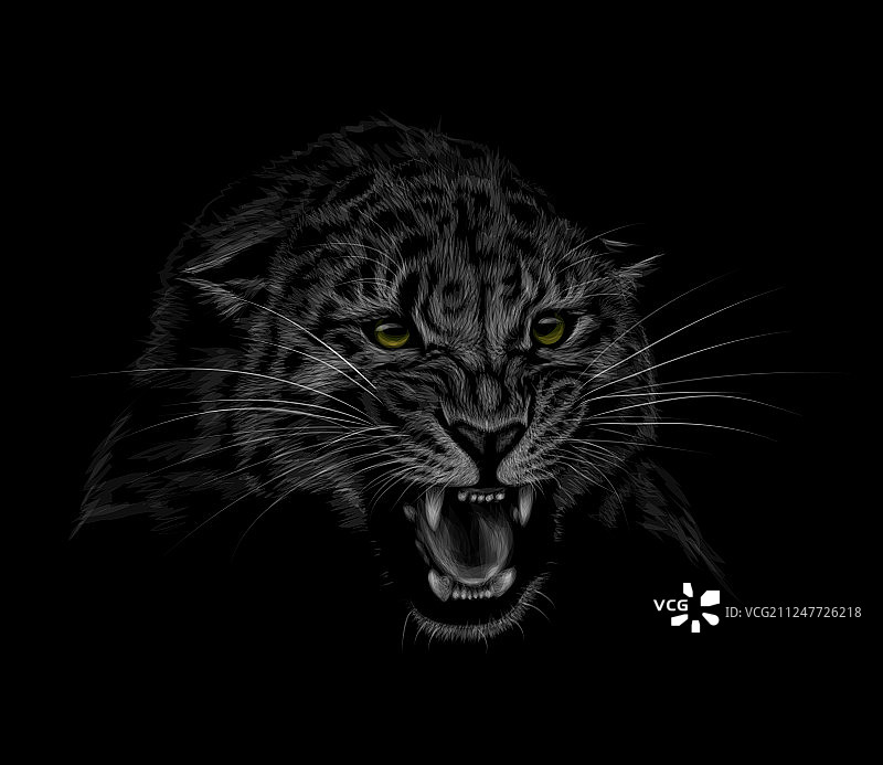 黑色背景上的豹头肖像图片素材