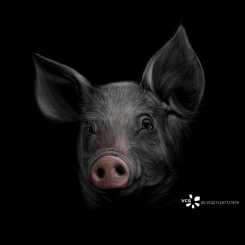 黑色背景上的猪头肖像图片素材