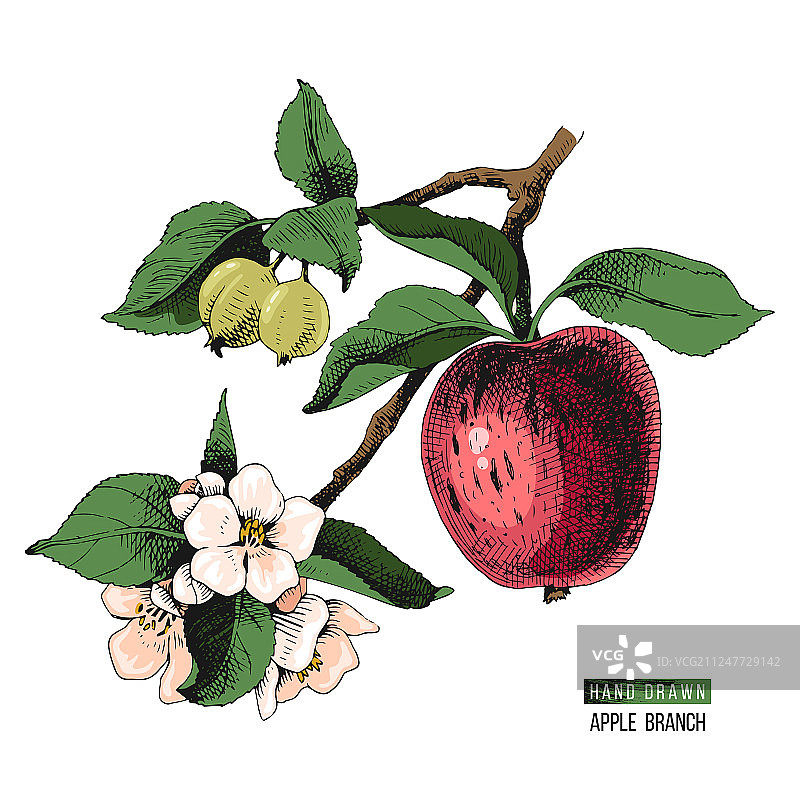 手绘苹果树枝图片素材