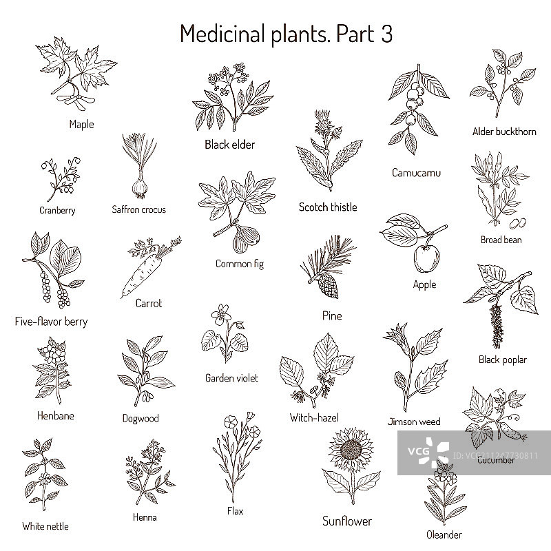 手绘复古草药收藏图片素材
