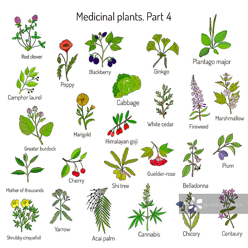 手绘复古草药收藏图片素材