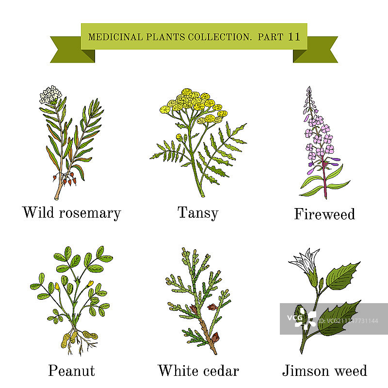 手绘复古草药收藏图片素材