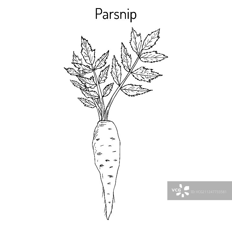 欧洲防风草根茎蔬菜图片素材