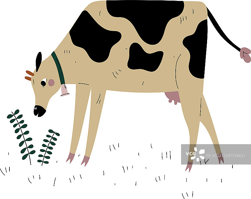 在草地上吃草的奶牛图片素材