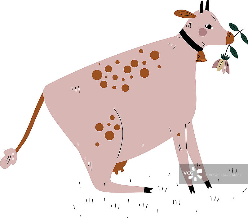 奶牛咀嚼牧草图片素材