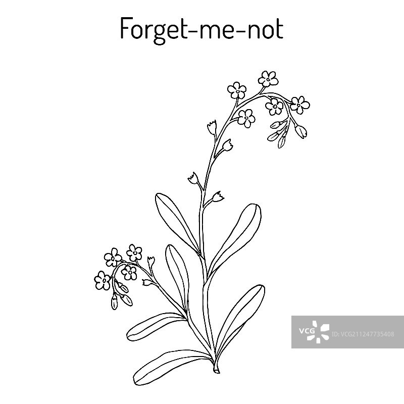 手绘勿忘我图片素材