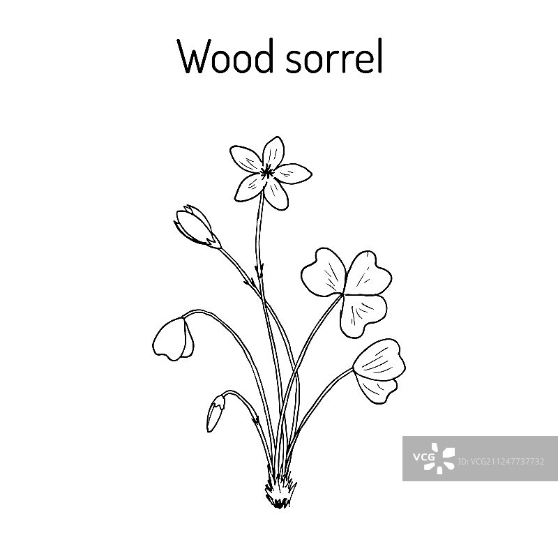 酢浆草野花图片素材