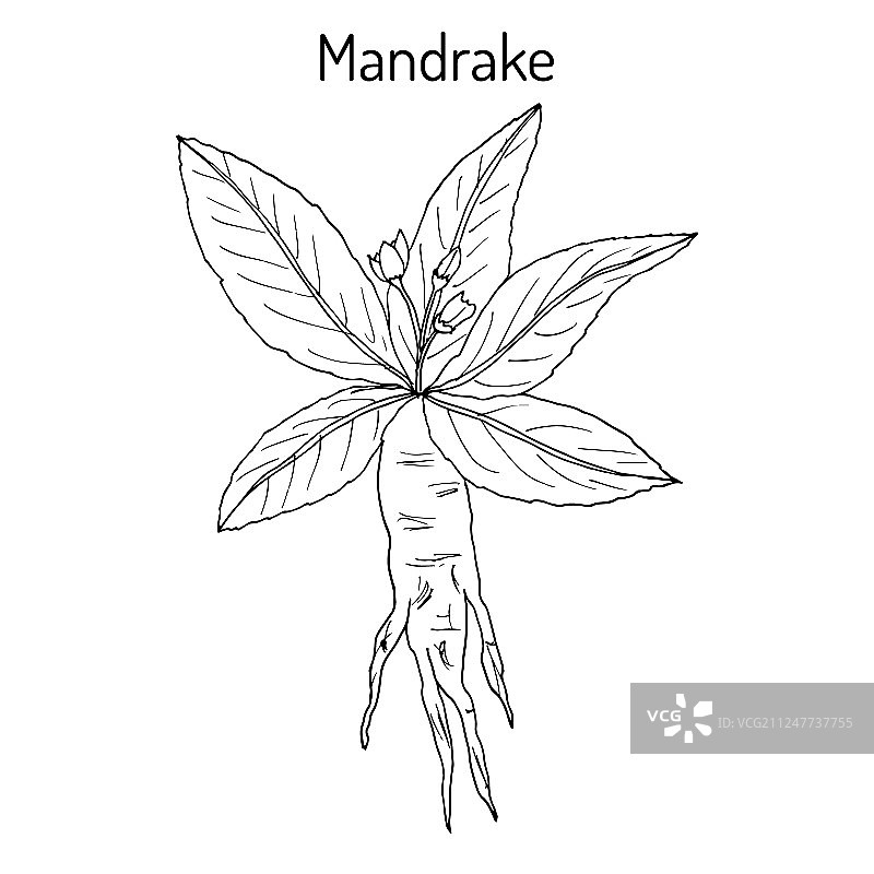 曼德拉草药根图片素材