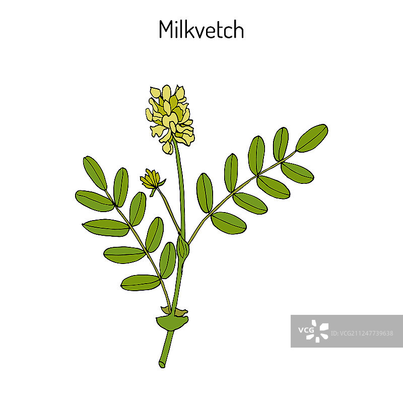 黄芪药用植物图片素材