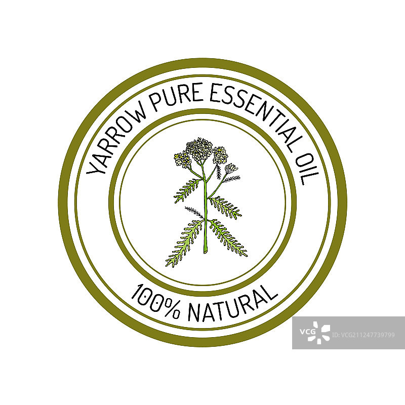 蓍草精油标签香草植物图片素材