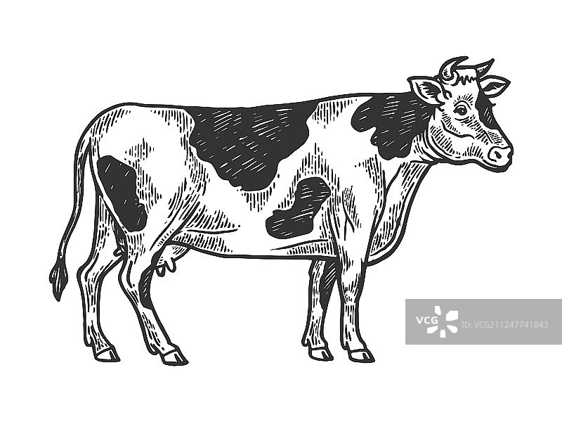 乡村农场动物奶牛雕刻图片素材