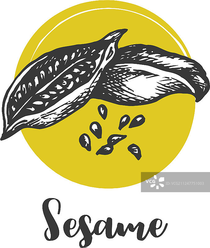 手绘芝麻图片素材