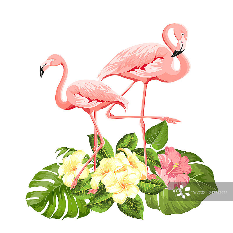 火烈鸟背景设计热带花卉图片素材