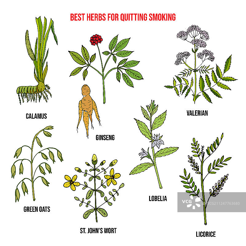 戒烟草本精选图片素材