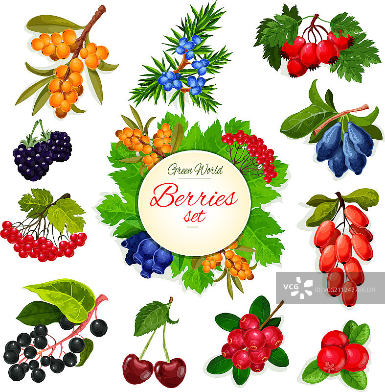 浆果和野生浆果水果图标合集图片素材