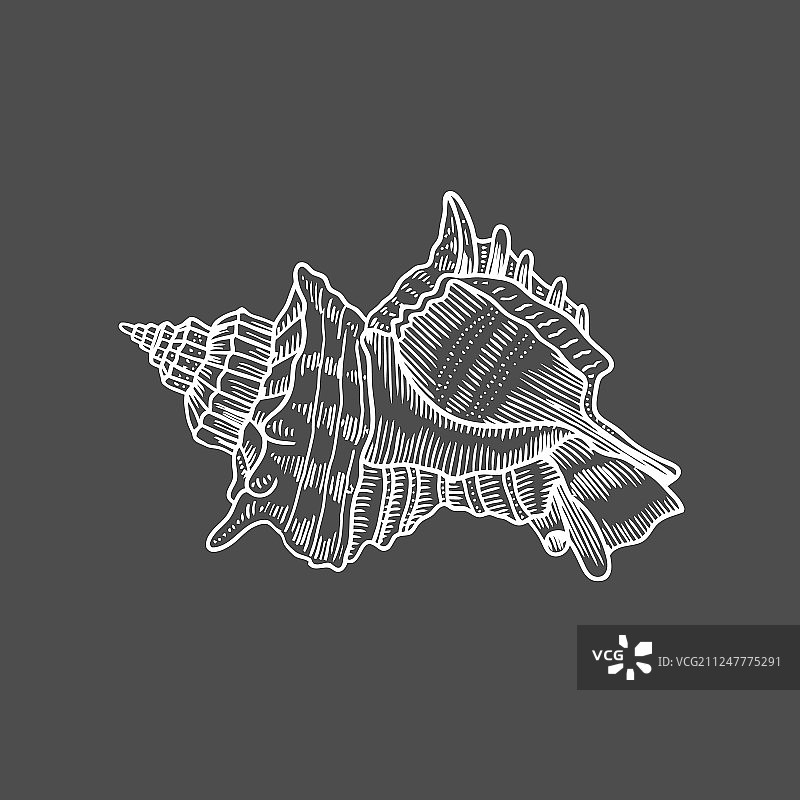 螺旋贝壳雕刻图片素材