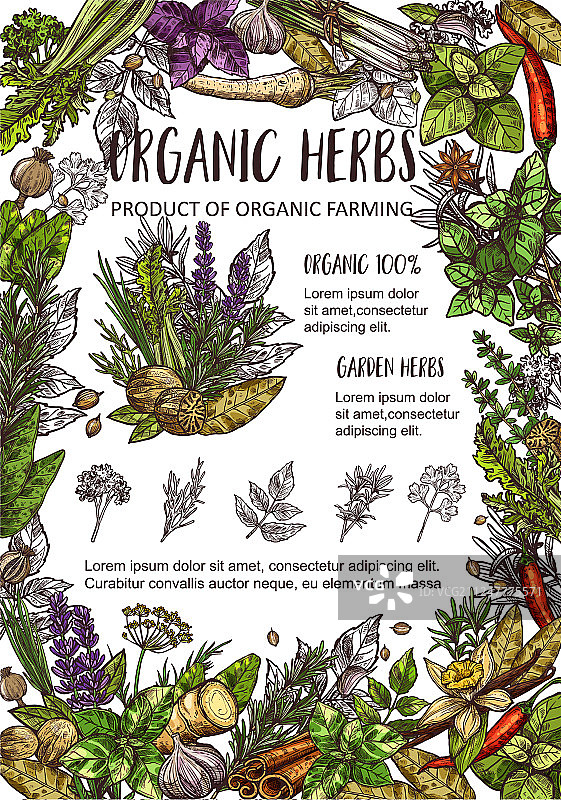 有机农场香料园草本和调味料图片素材