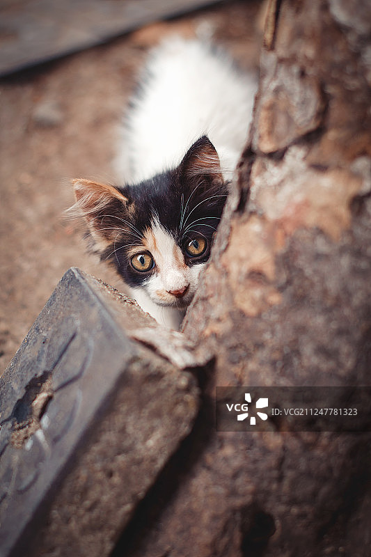 躲着树后探头的小猫图片素材