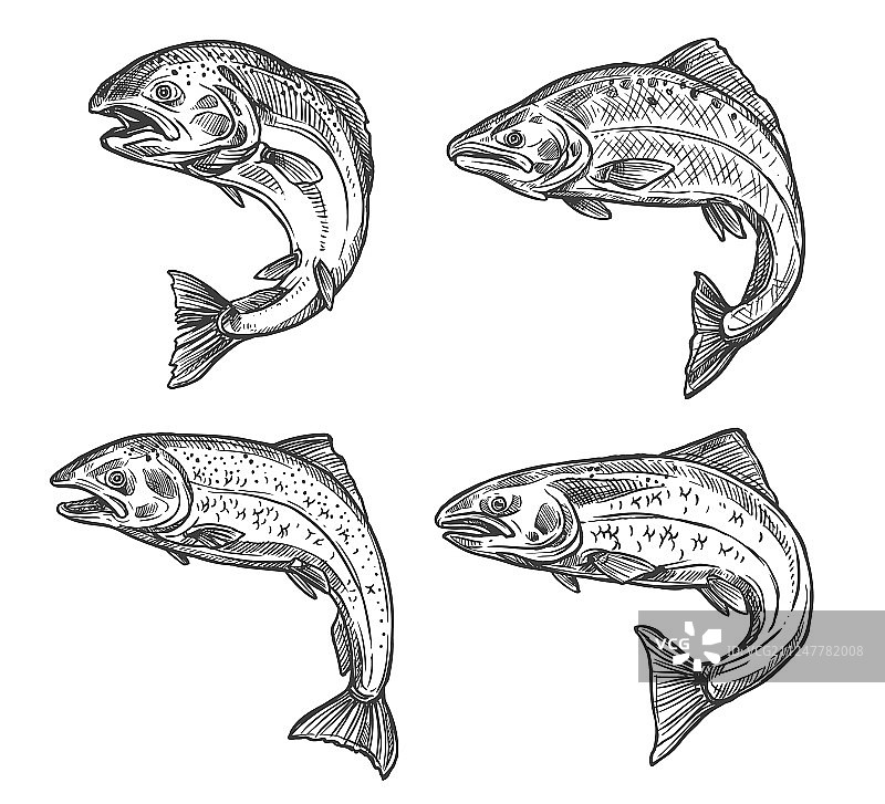鲑鱼和鳟鱼渔获素描图片素材