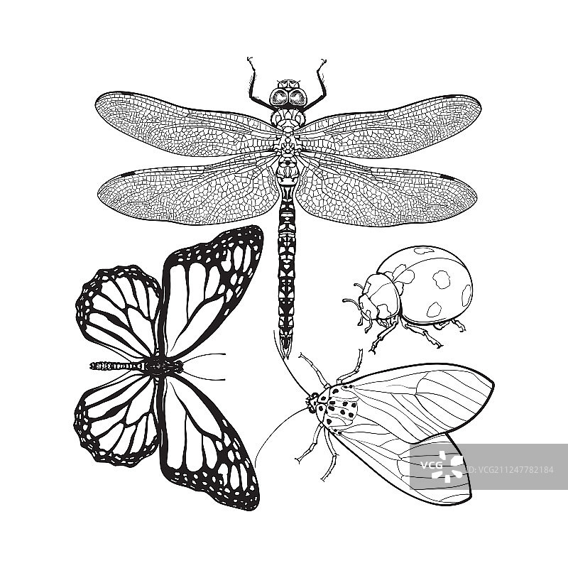 蜻蜓、蝴蝶、瓢虫等昆虫集合图片素材