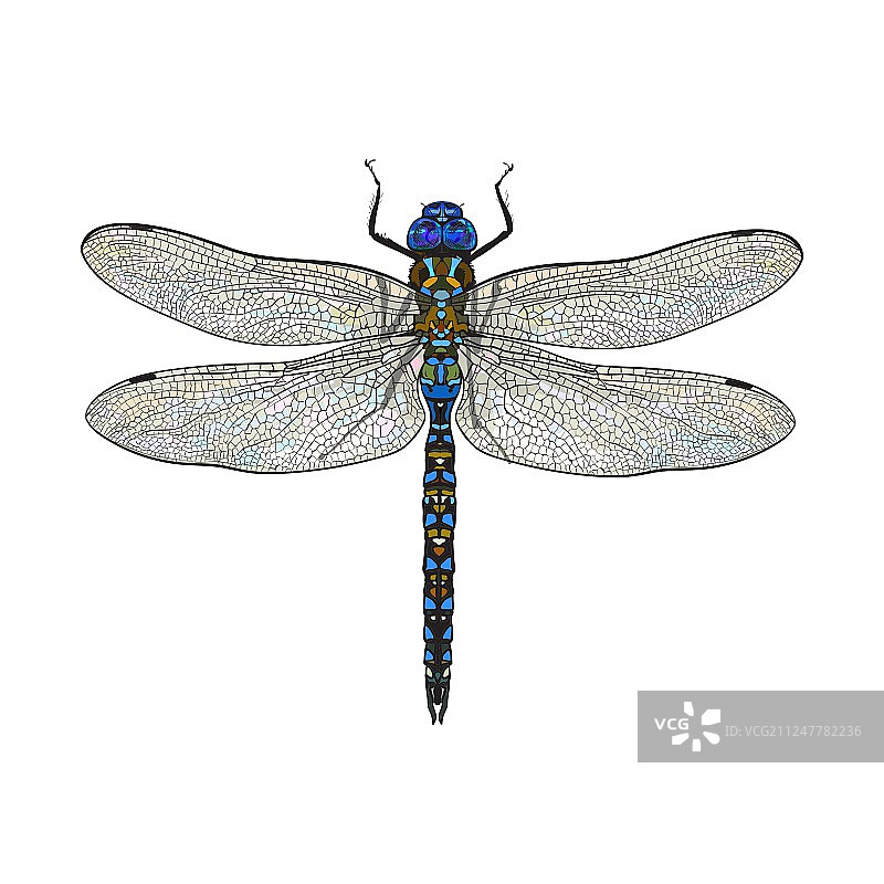 透明翅膀蜻蜓的俯视图图片素材