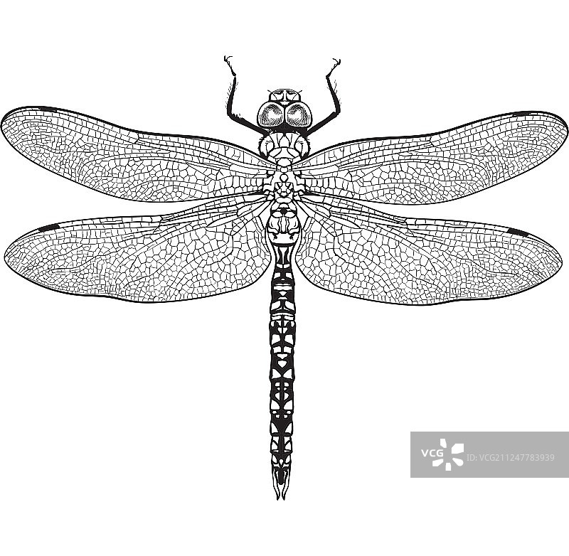 透明翅膀蜻蜓的俯视图图片素材