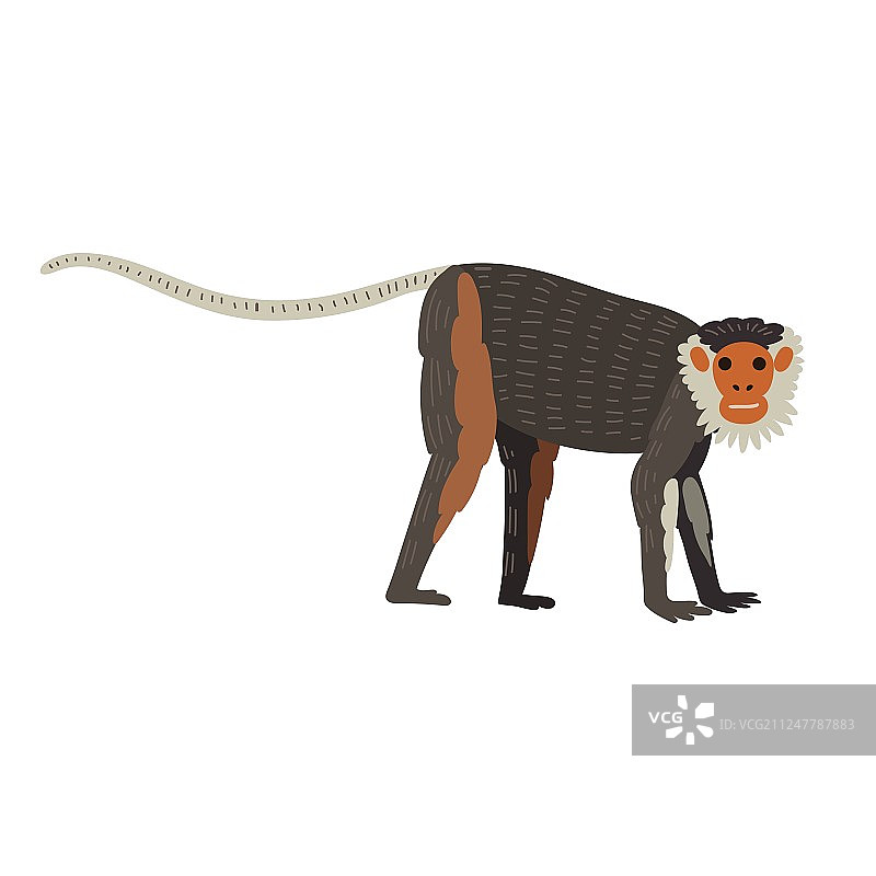 卷尾猴稀有动物图片素材