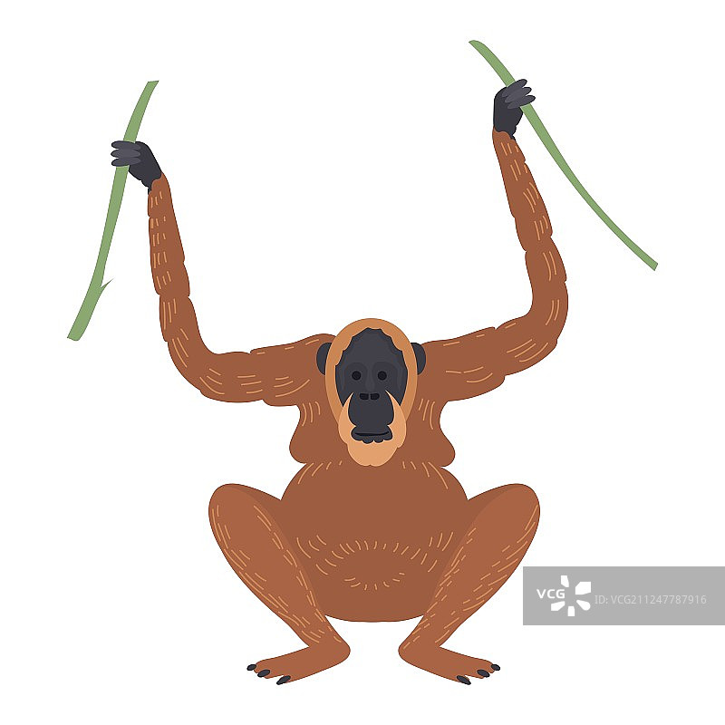 珍稀猕猴图片素材