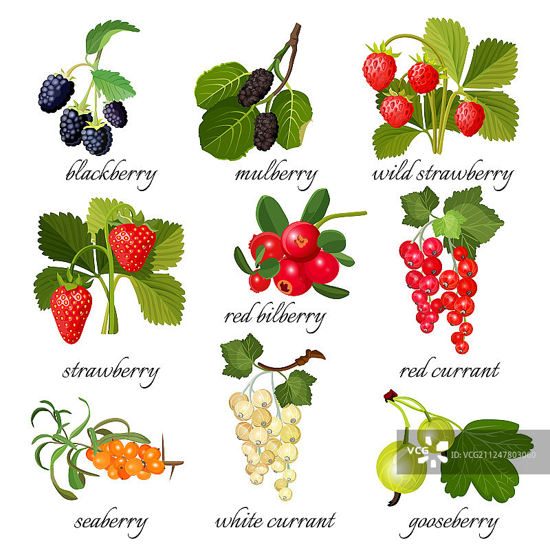 黑莓桑葚野生草莓图片素材