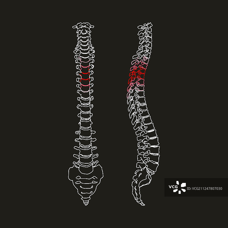 黑色背景上的白色人体脊柱剪影图片素材