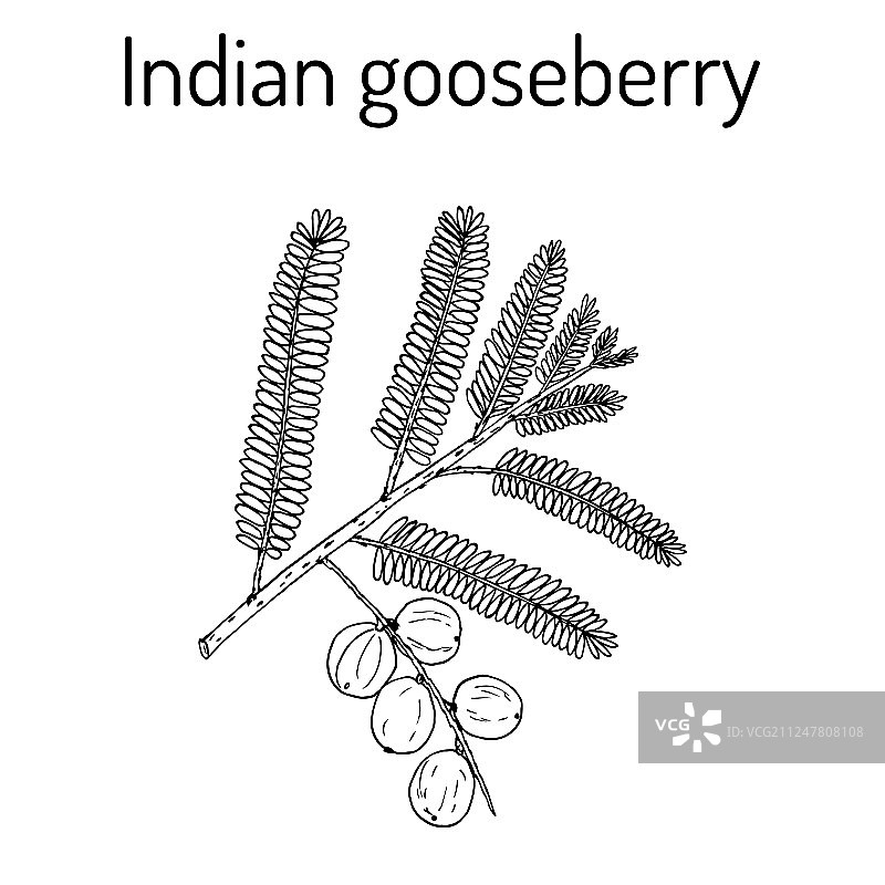 余甘子图片素材