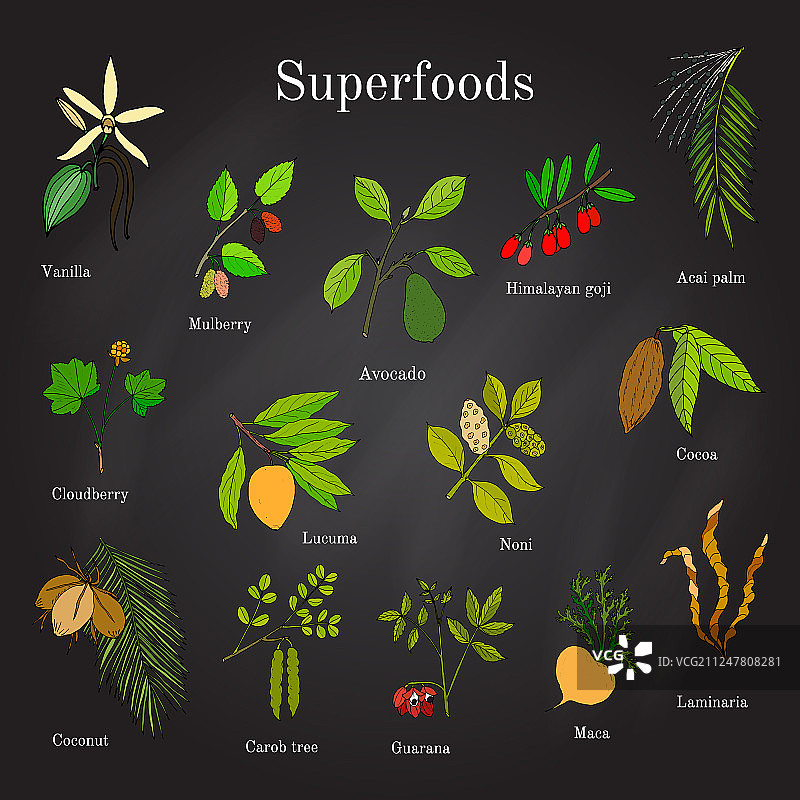 手绘超级食物：巴西莓、枸杞、可可图片素材