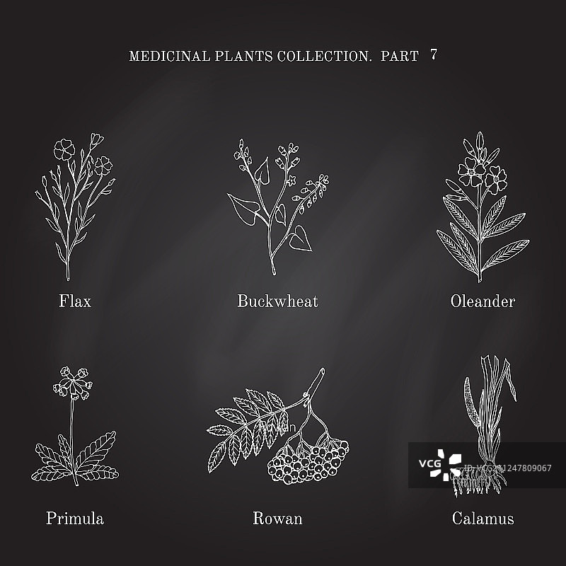 手绘复古草药收藏图片素材