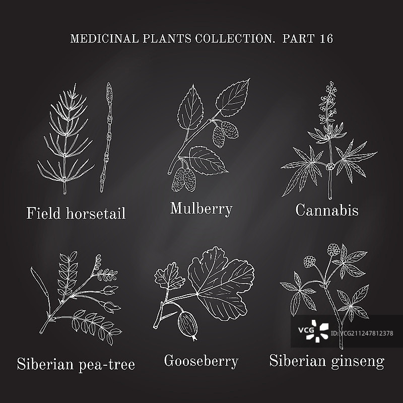 手绘复古草药收藏图片素材