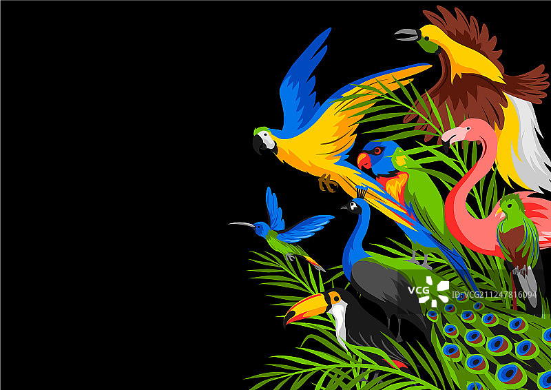 热带异域鸟类背景图片素材