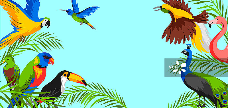 热带异域鸟类背景图片素材