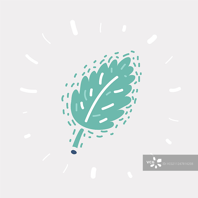 白色背景下的薄荷叶图片素材